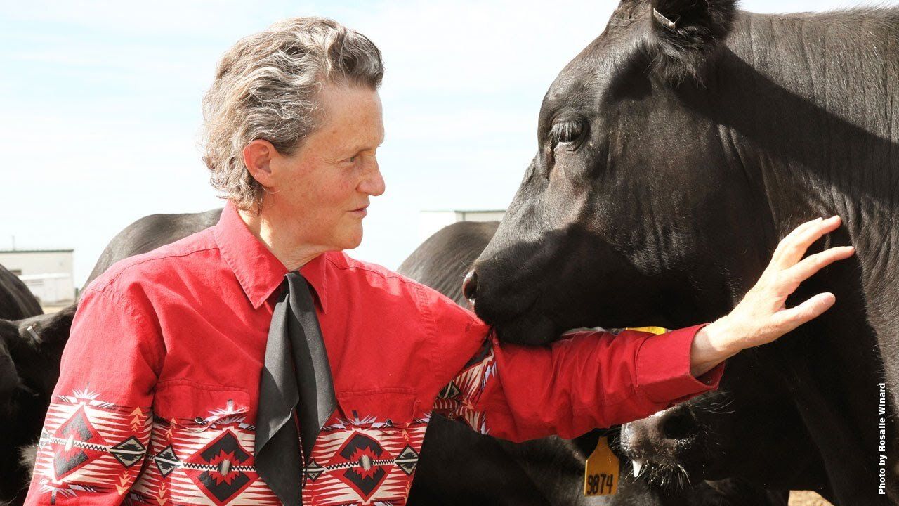 Whispering livestock with Dr Temple Grandin