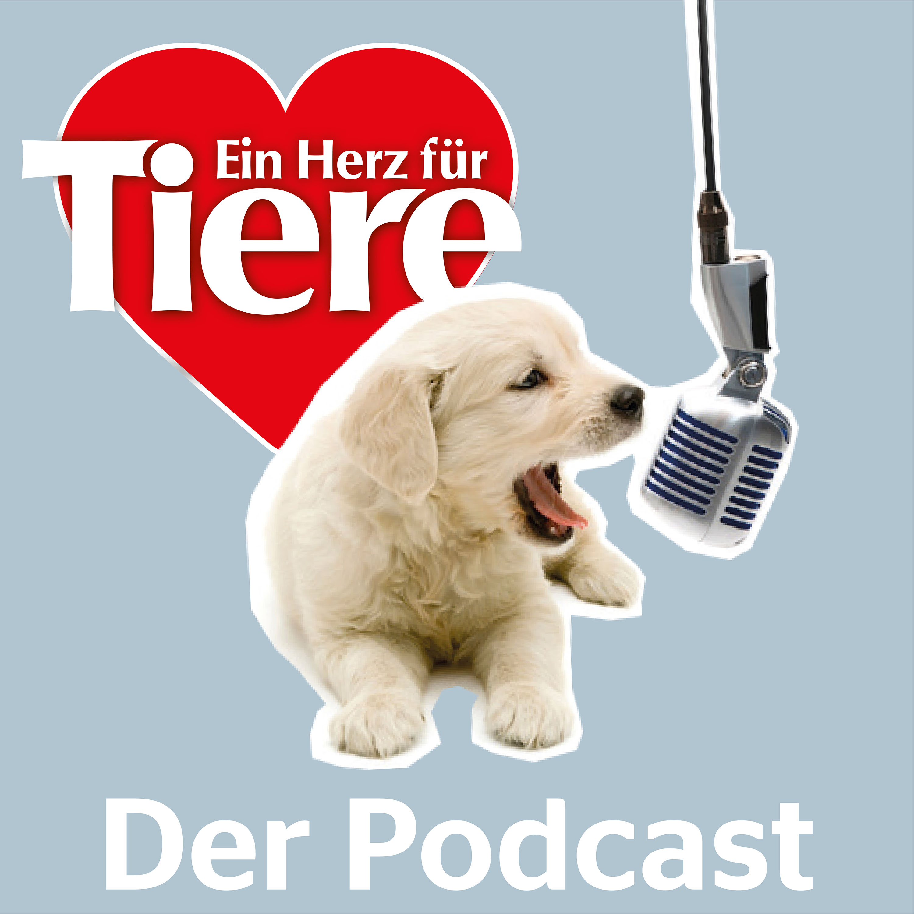 Episode 70: Arthrose beim Hund