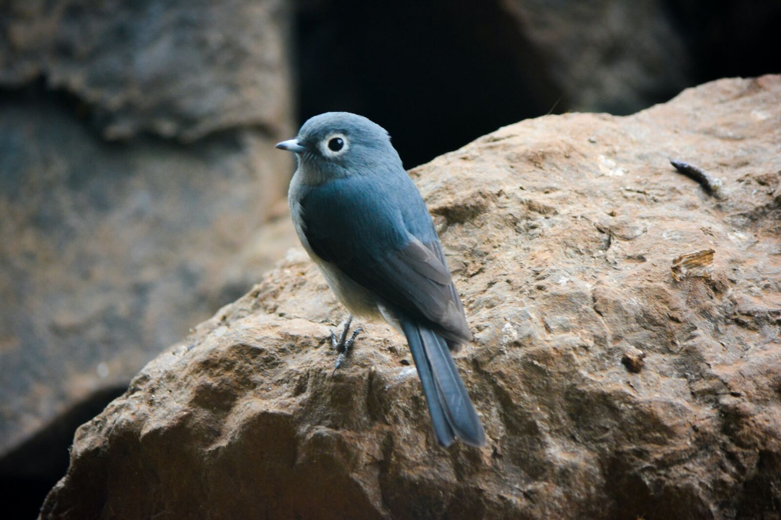 Bird and Stone