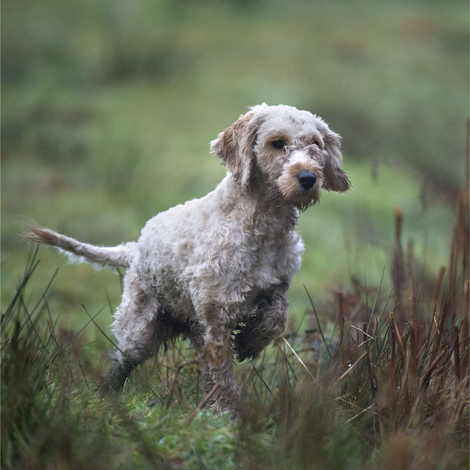 Cockapoo's can be 'quite a tough dog to have'