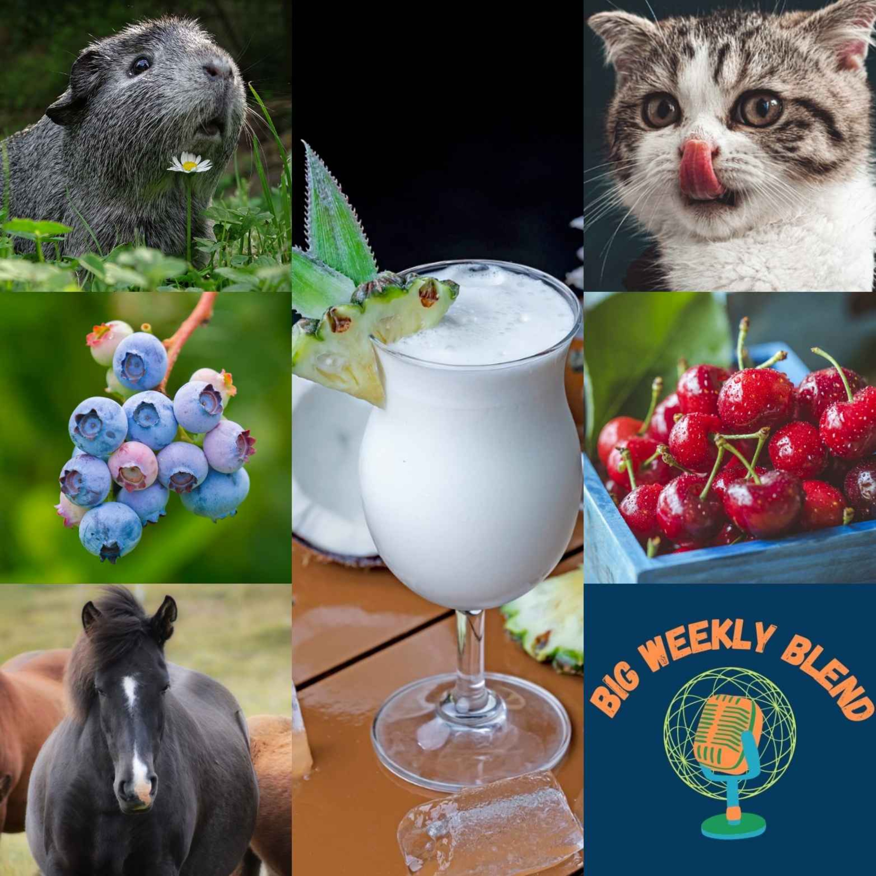 Big Weekly Blend - Kittens, Horses & Guinea Pigs to Blueberries, Cherries & Piña Coladas