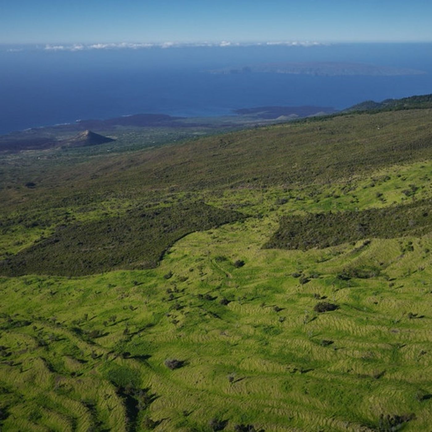 How a Biologist, a Ranch Owner, and Thousands of Volunteers are Saving Sacred Forests on the Island of Maui