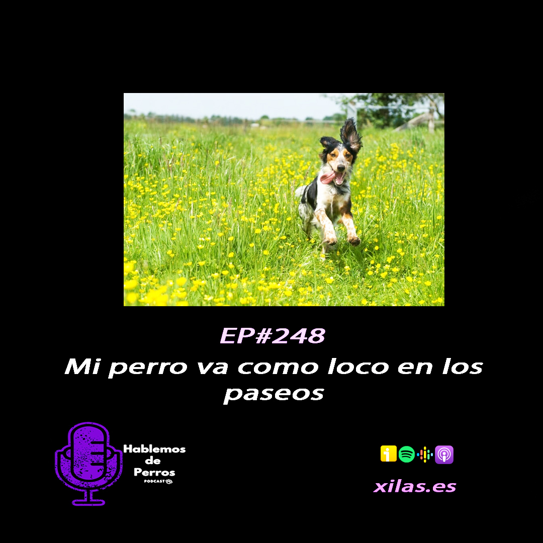 ⁣Episodio #248: Mi perro va como loco en el paseo