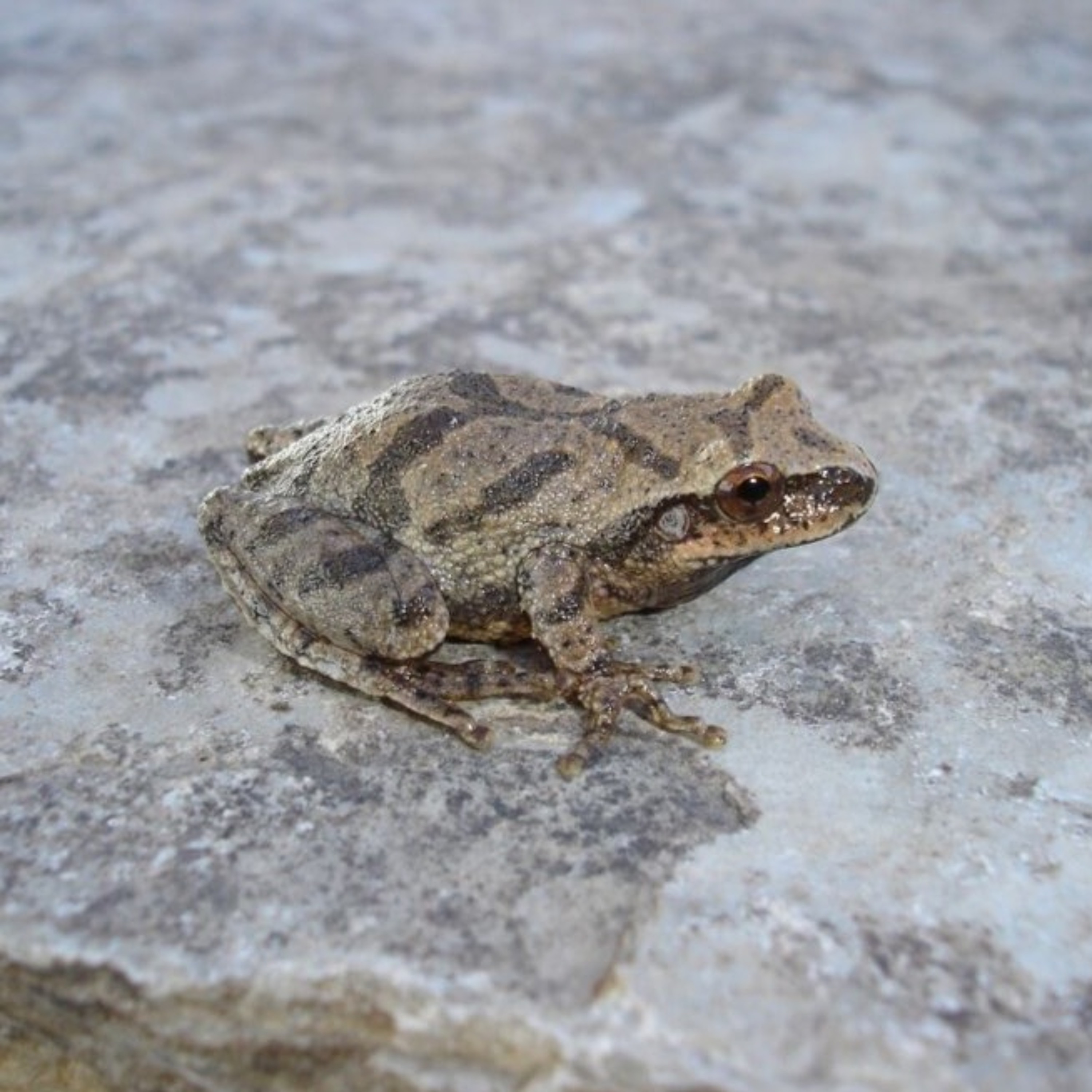 ⁣Ride along with the Wisconsin Frog and Toad Survey!