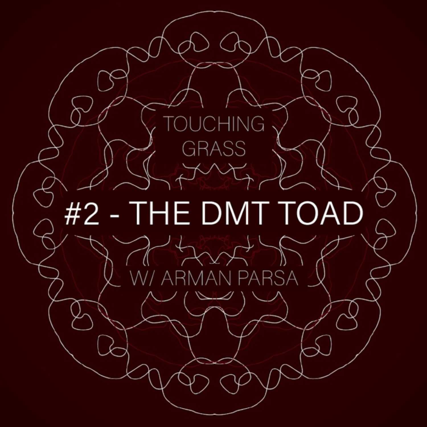 ⁣#2 - THE DMT TOAD