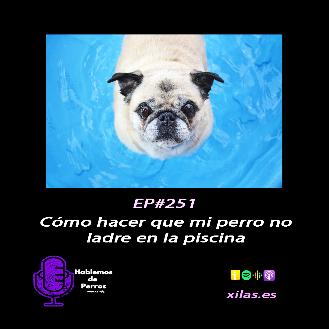 Episodio #251: Cómo hacer que mi perro no ladre en la piscina