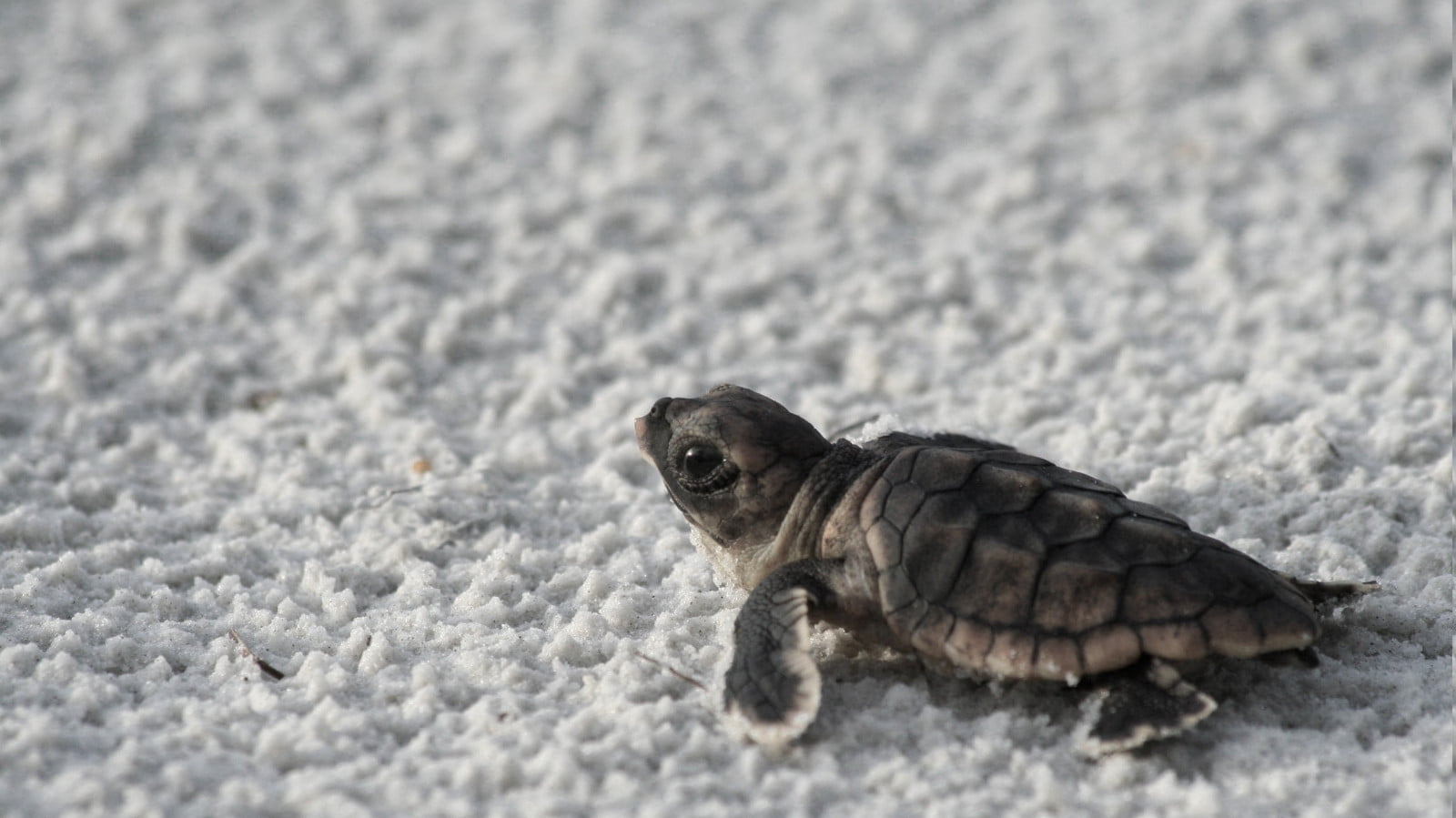 ⁣La tartaruga che tornò a volare