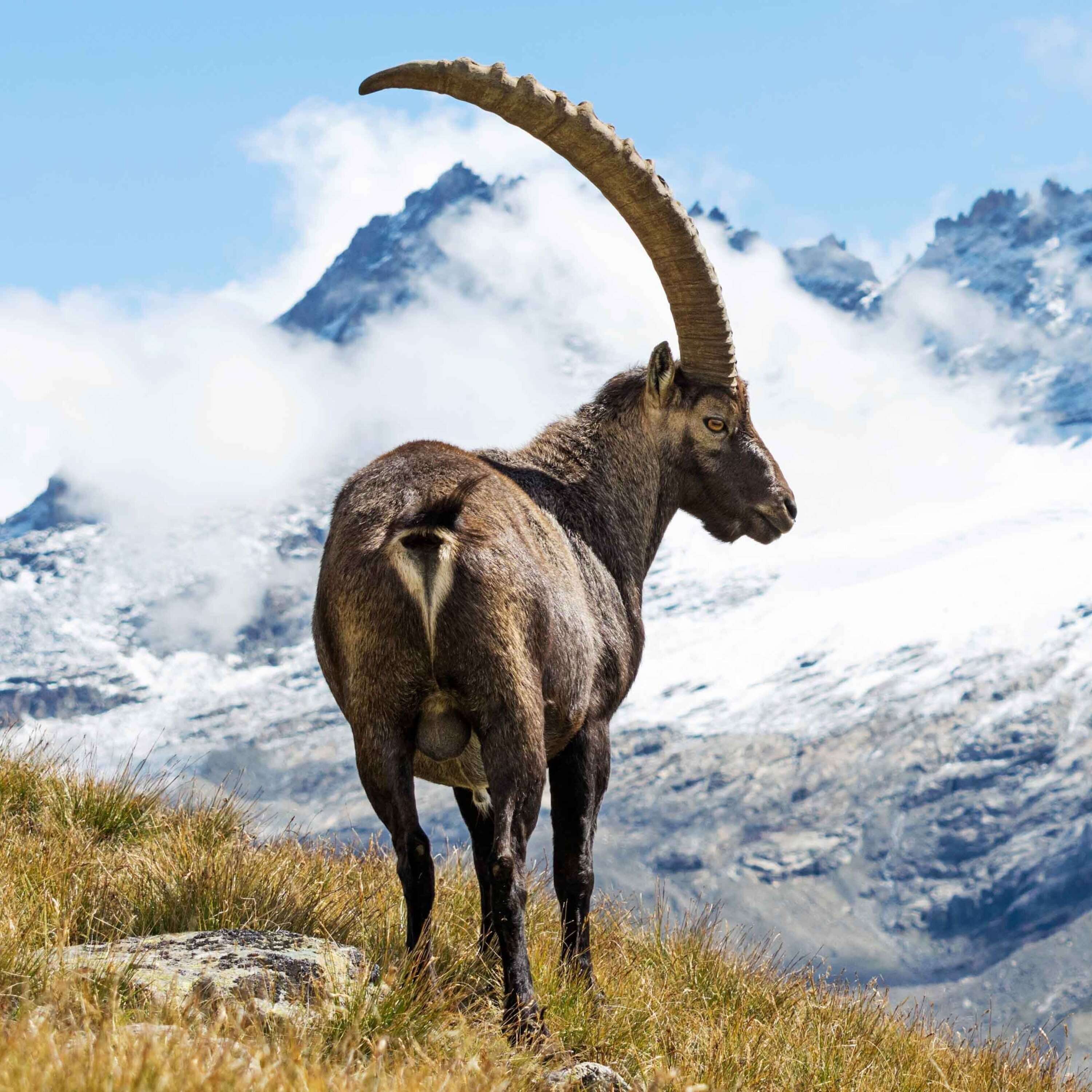 ⁣Ibex hunting in Kazakhstan (avoid this mistake)
