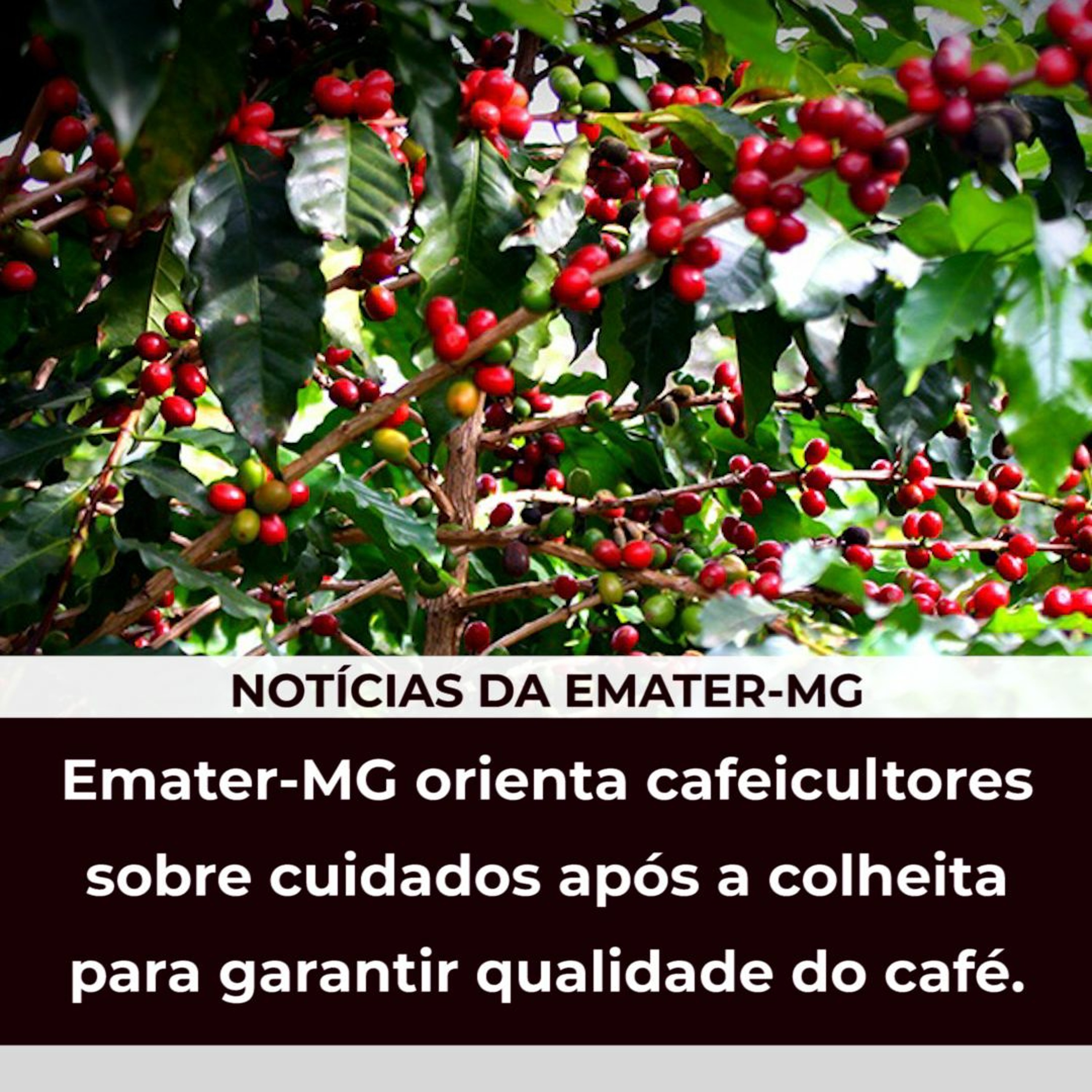 ⁣Emater-MG orienta cafeicultores sobre cuidados após a colheita para garantir qualidade do café