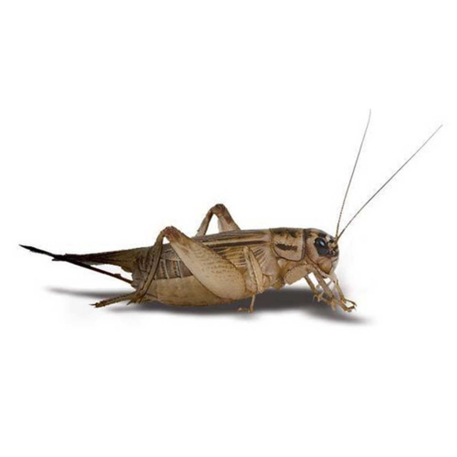 Bug Music: Crickets