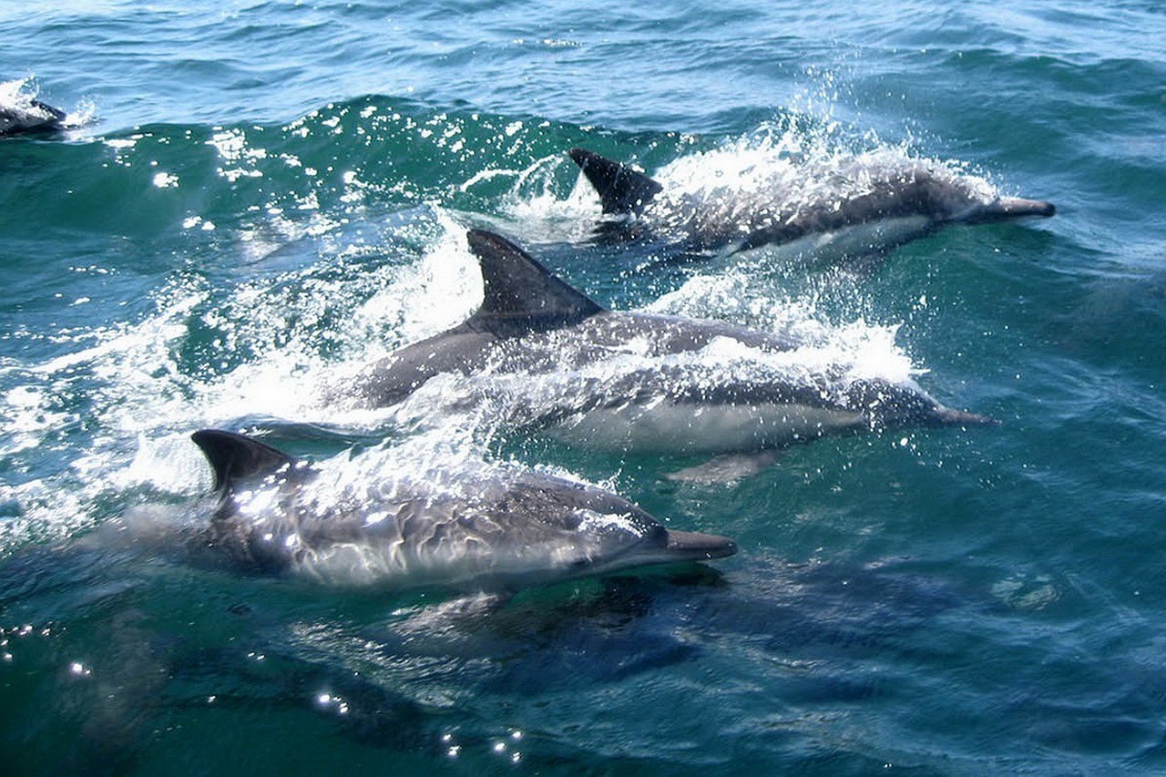 Taiji-Bucht in Japan