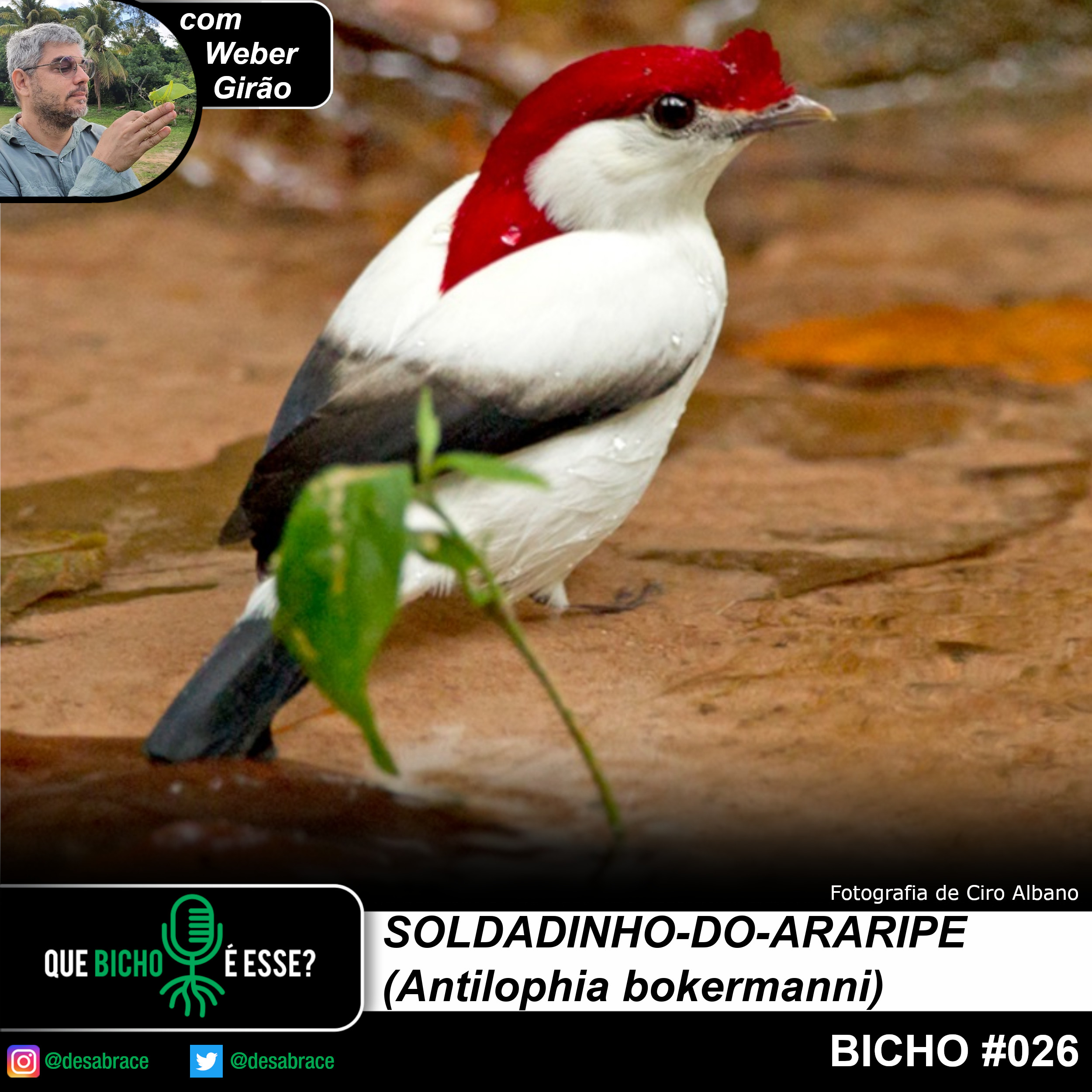 #valeAPenaOuvirDeNovo – soldadinho-do-araripe (Antilophia bokermanni)