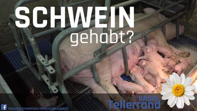 ⁣Tellerrand: Schwein gehabt? – Schweinezucht in Deutschland