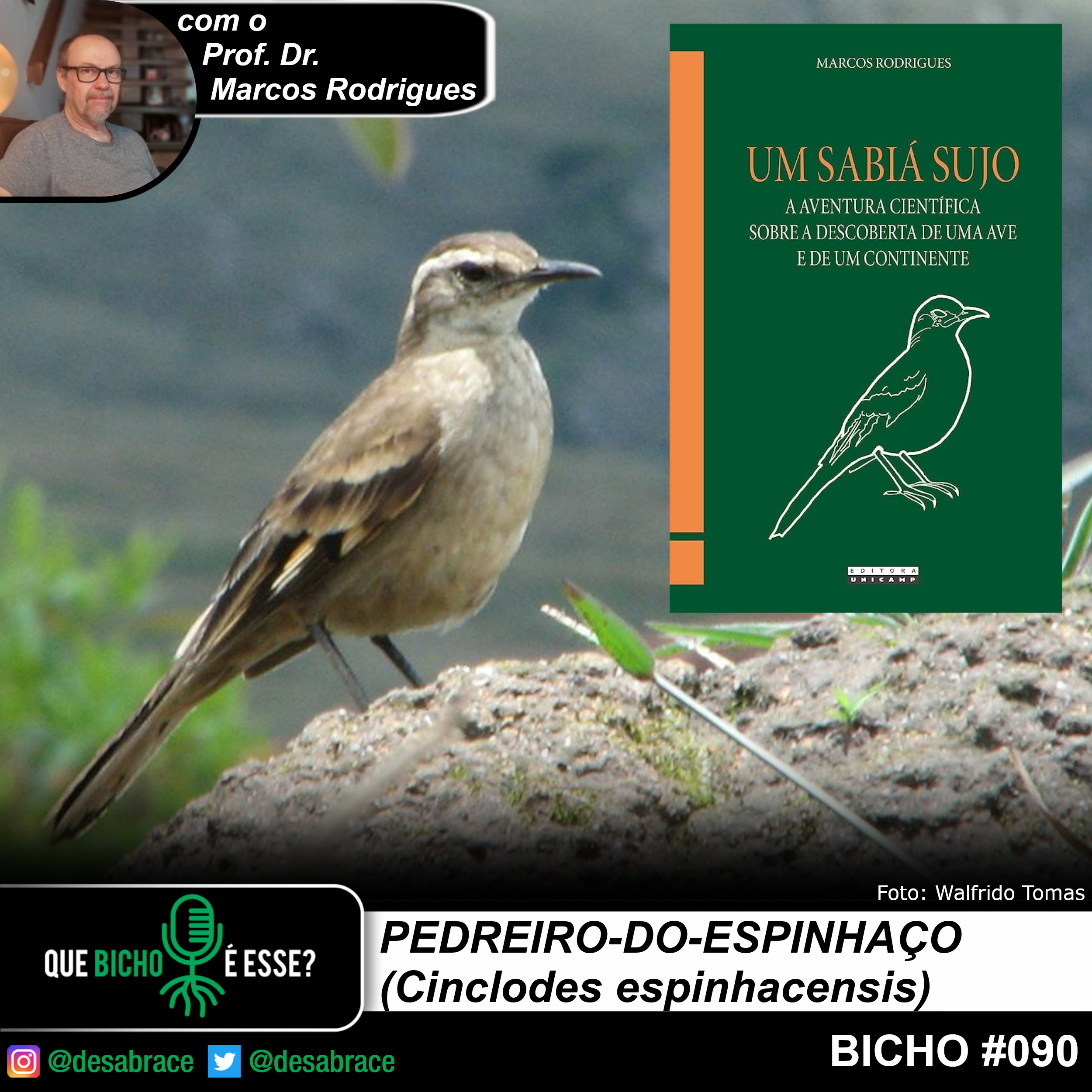 Bicho #090: pedreiro-do-espinhaço (Cinclodes espinhacensis)