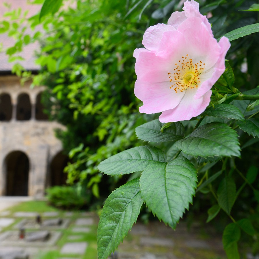 "Nur eine Rose als Stütze" - Geschichte und Symbolkraft einer Blume