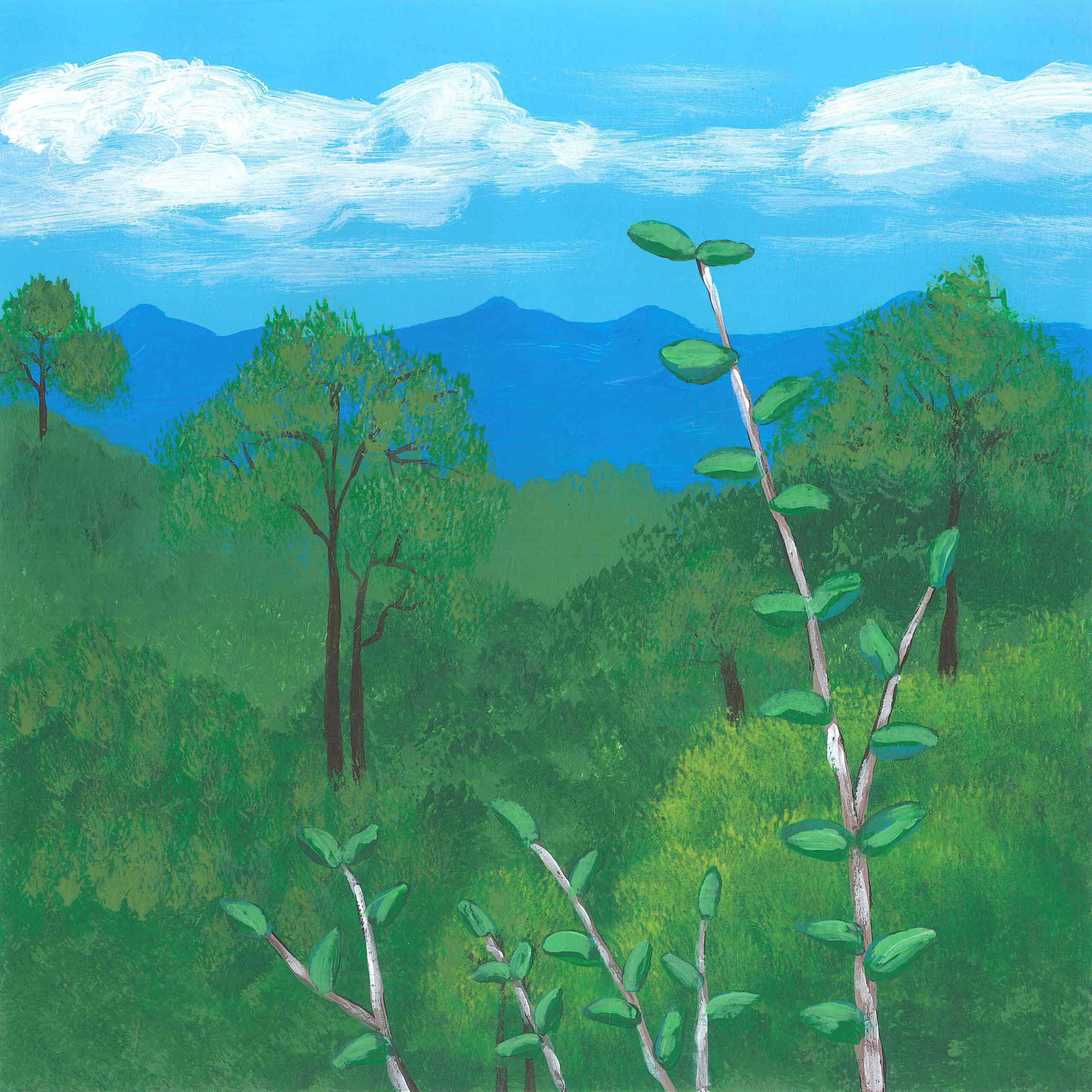 Montane Rainforest