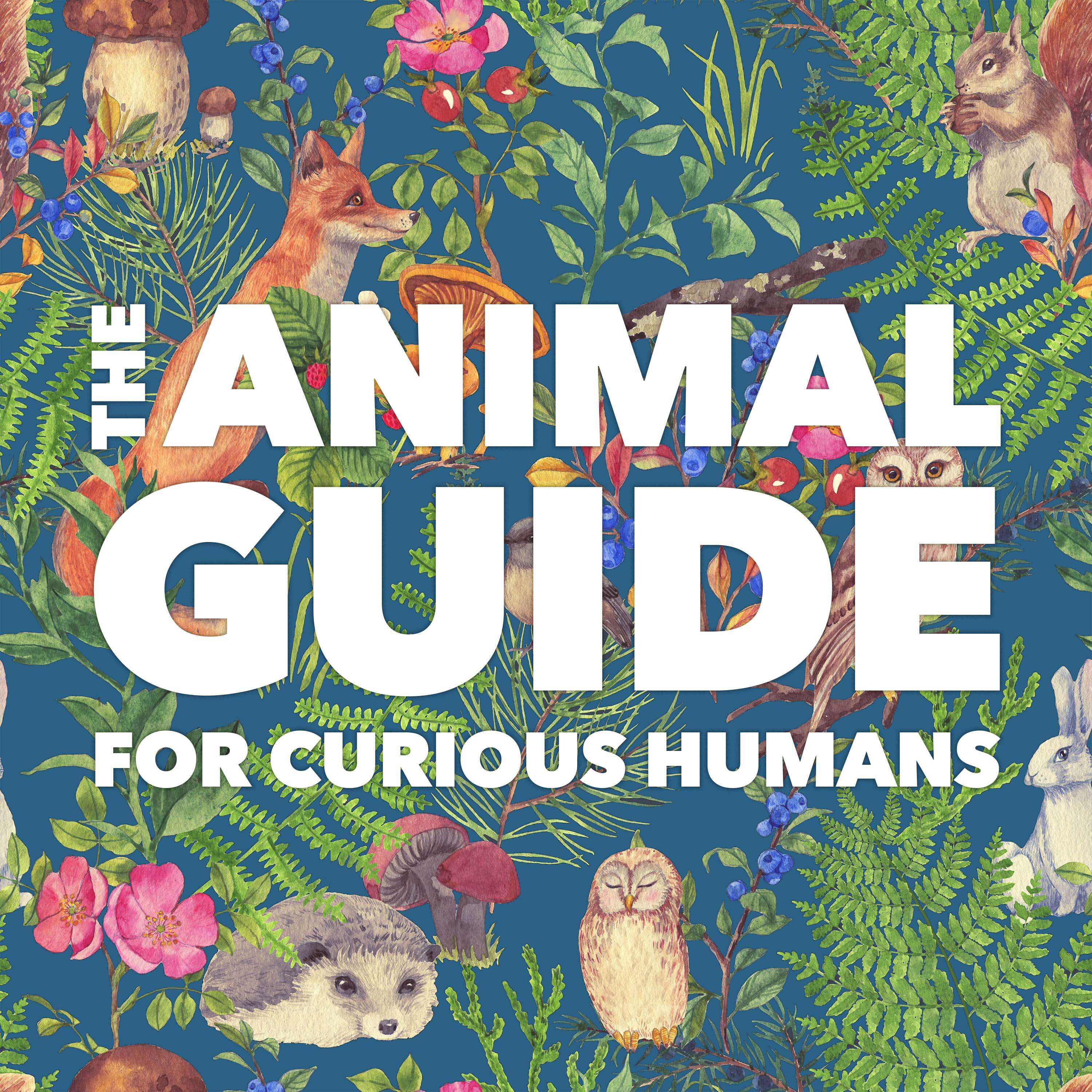 The Animal Guide for Curious Humans 