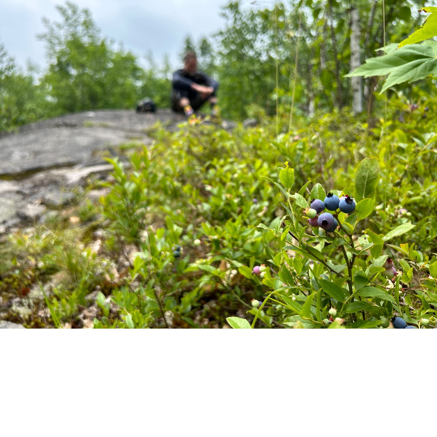 Walden Mountain Bike Trails near Sudbury