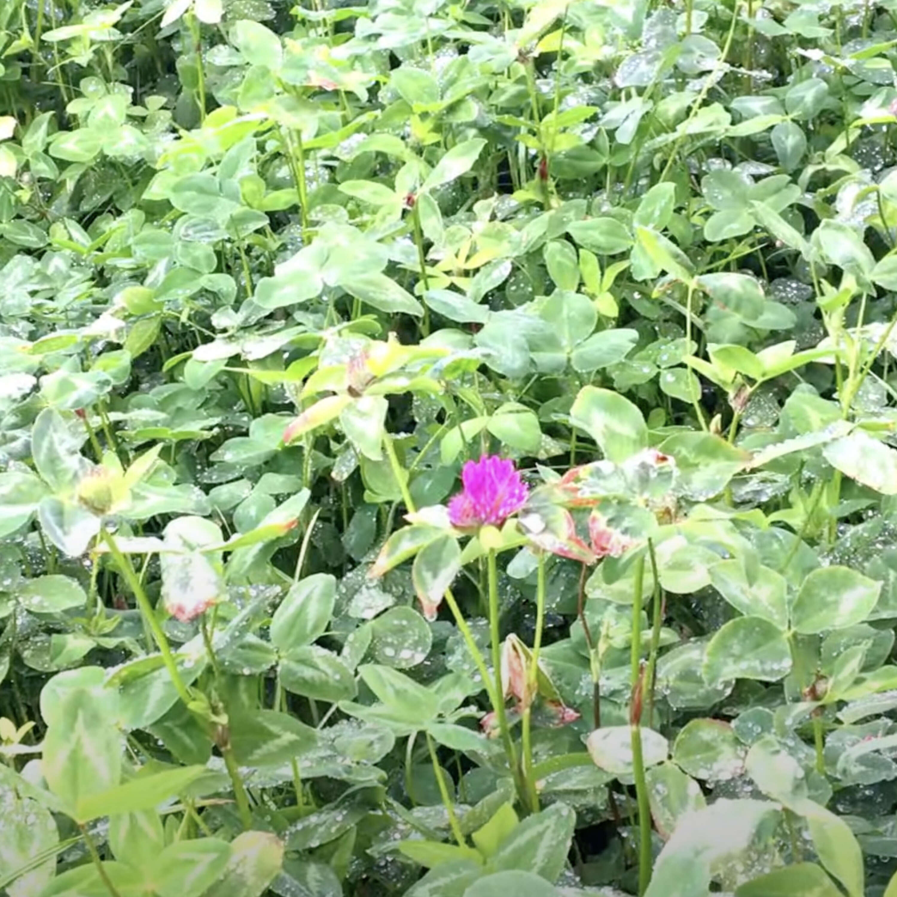 The benefits of red clover silage