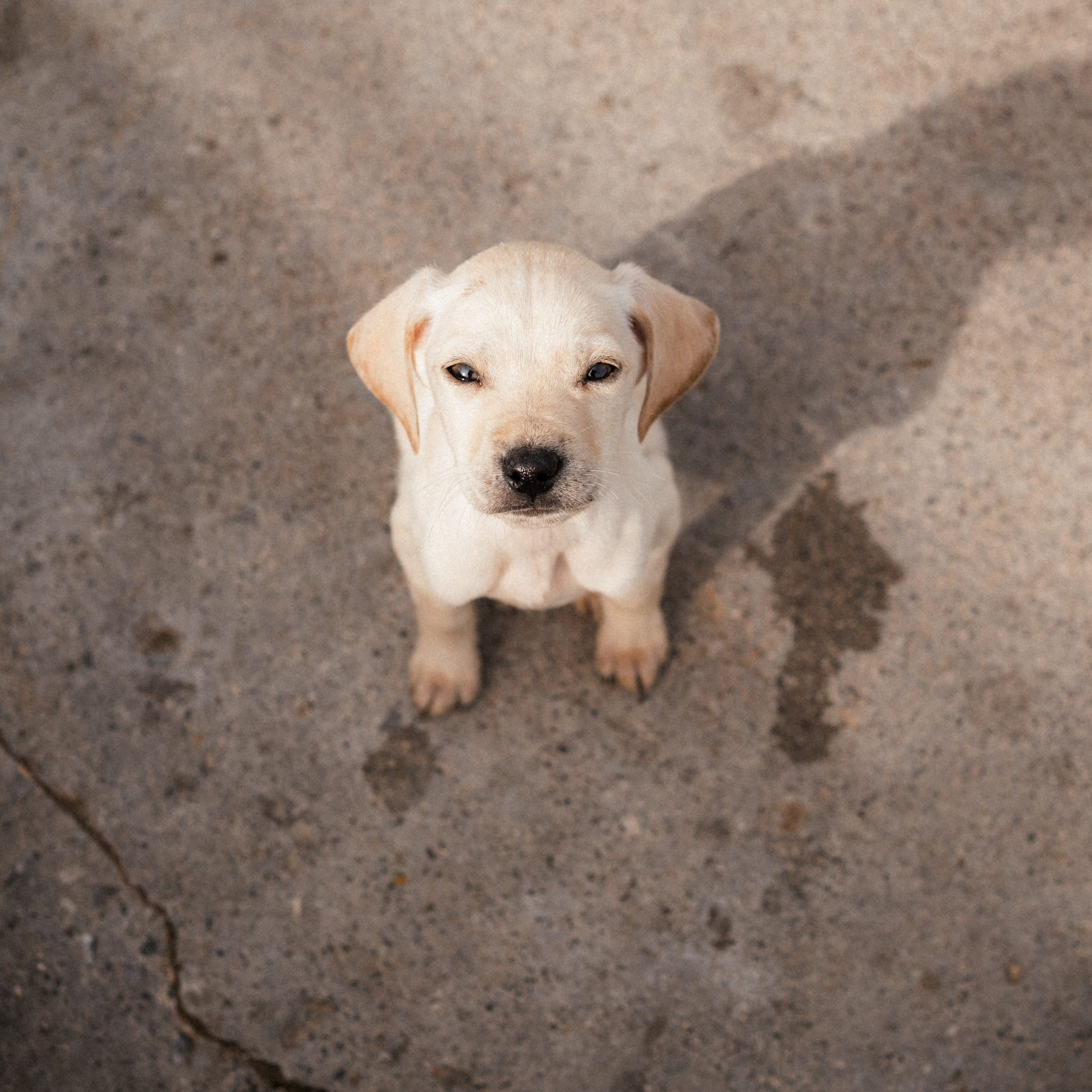 Podcast 18: Hilfe, ein Herdenschutzhund?!