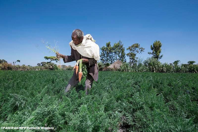 Moçambique recebe reforço para área em segurança alimentar e nutrição