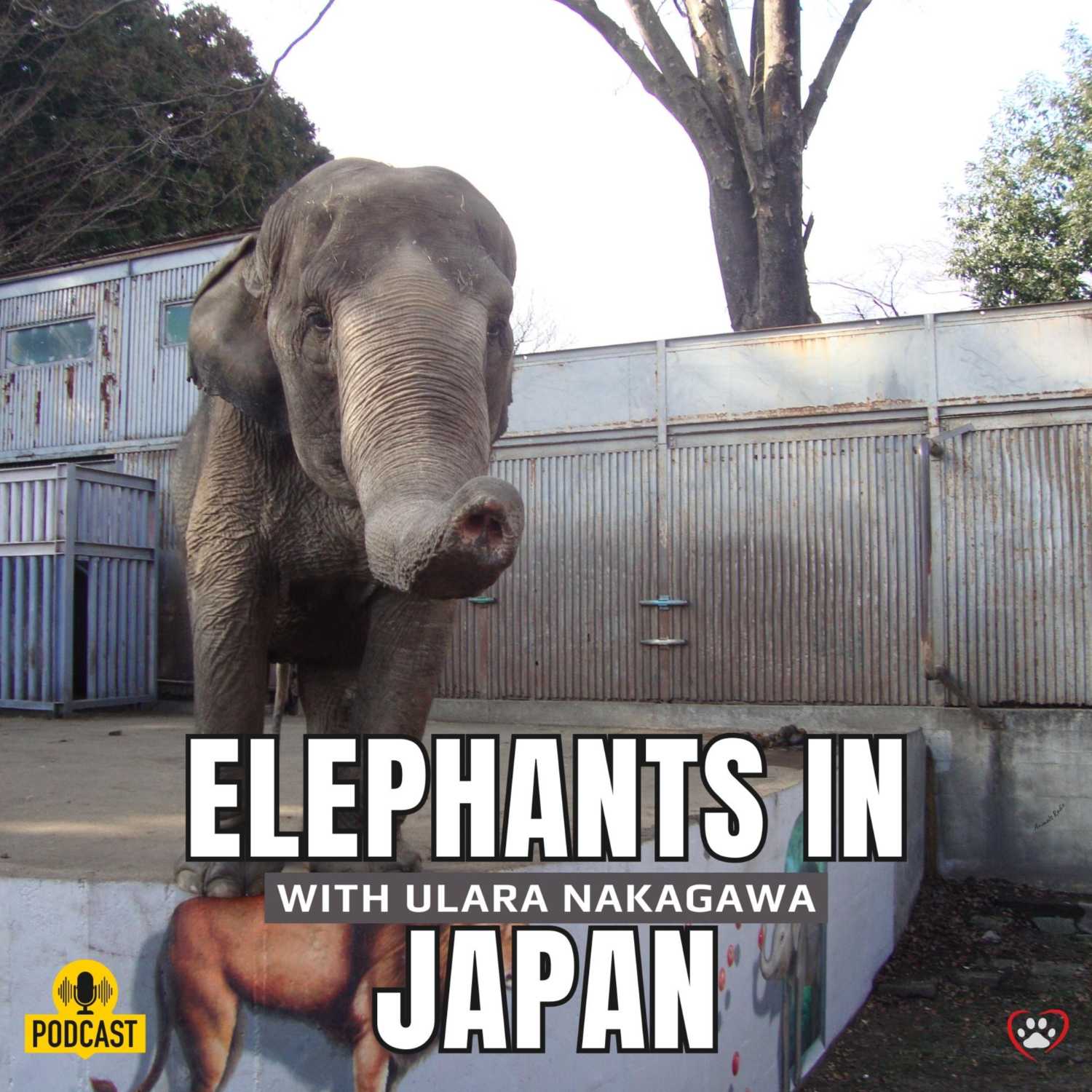 Elephants in Japan with Ulara Nakagawa