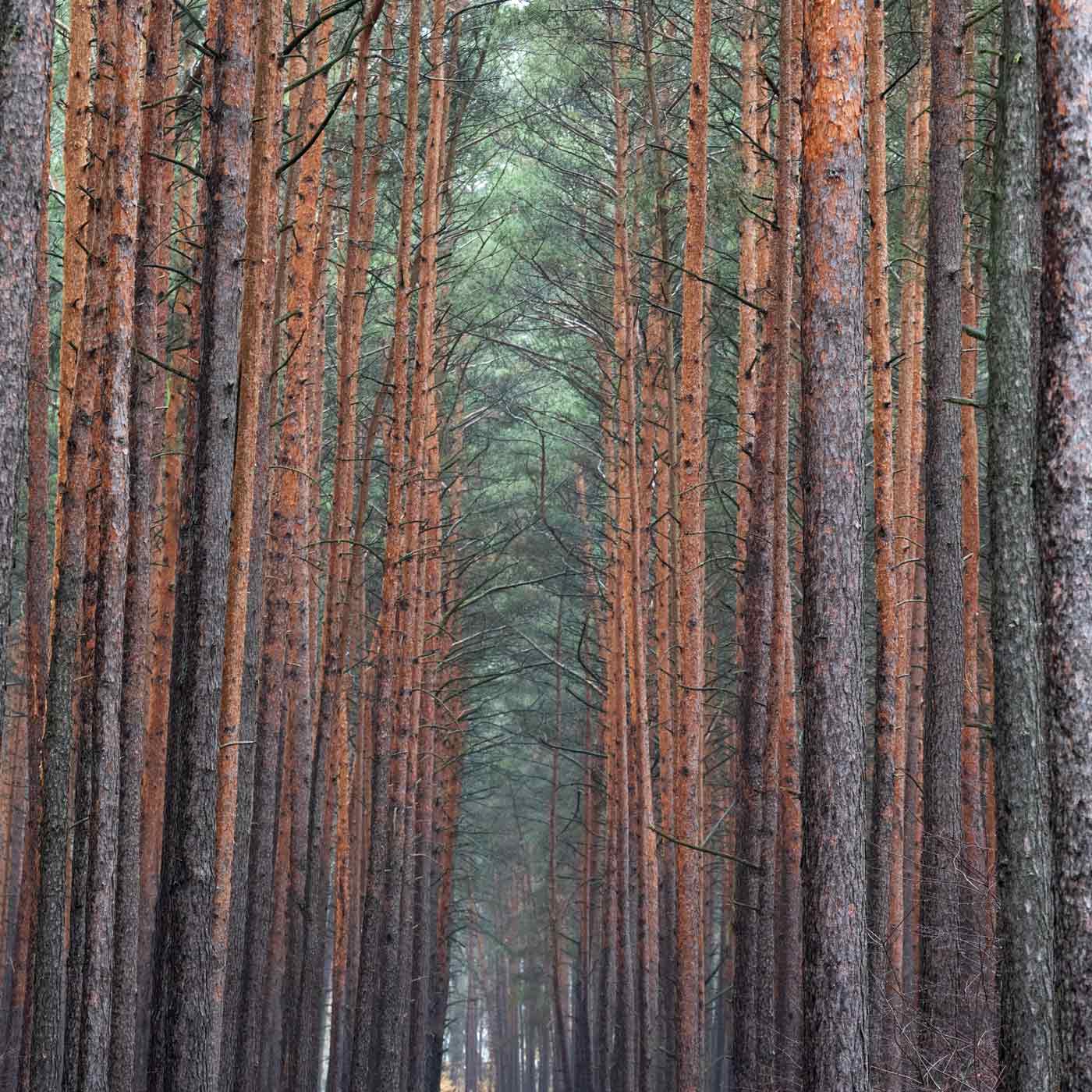 Wald oder Wirtschaft? Streit um neue Gewerbegebiete