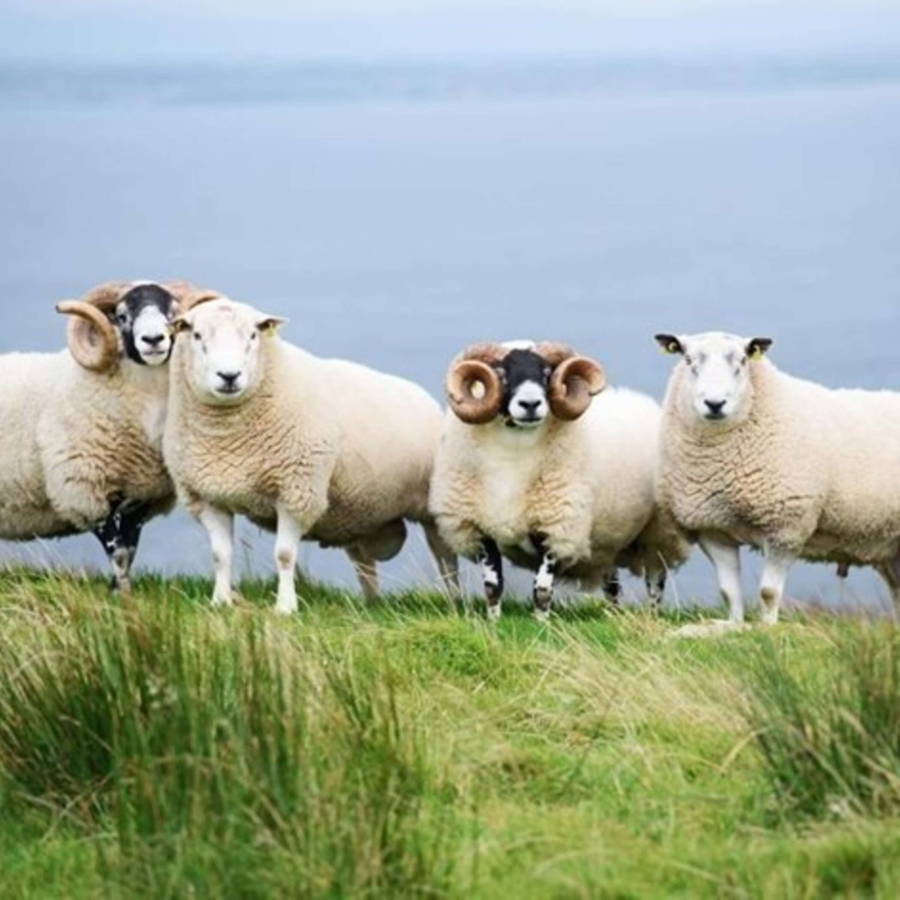 Sheep Improvement Scheme Genotyped Ram Task