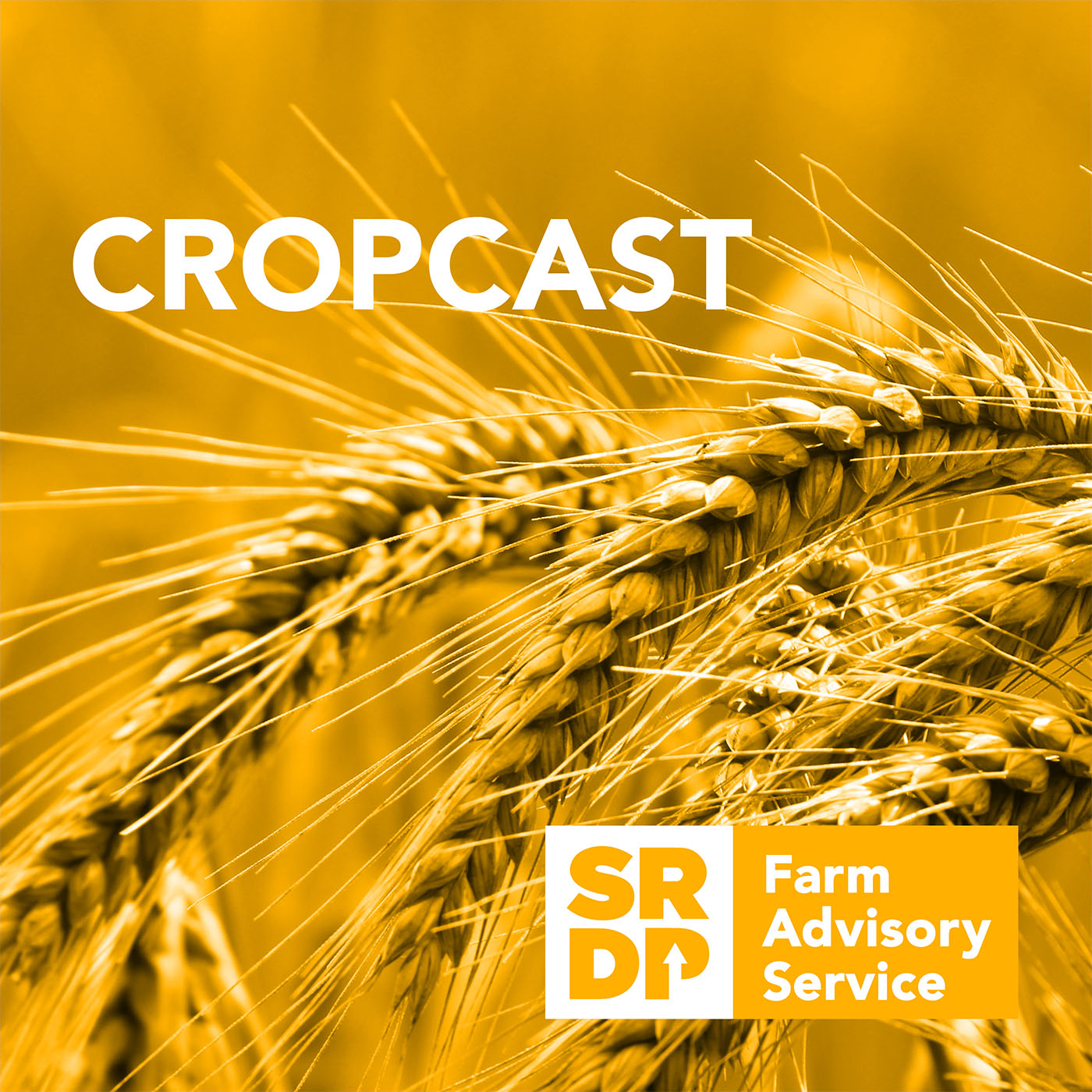 ⁣CropCast - Winter Wheat Varieties