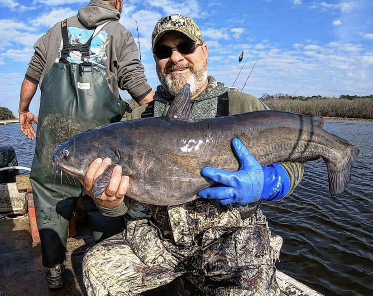 ⁣Fisheries biologist Marty Gary tells Nestor about invasive catfish species and how it’s eating our Chesapeake crabs