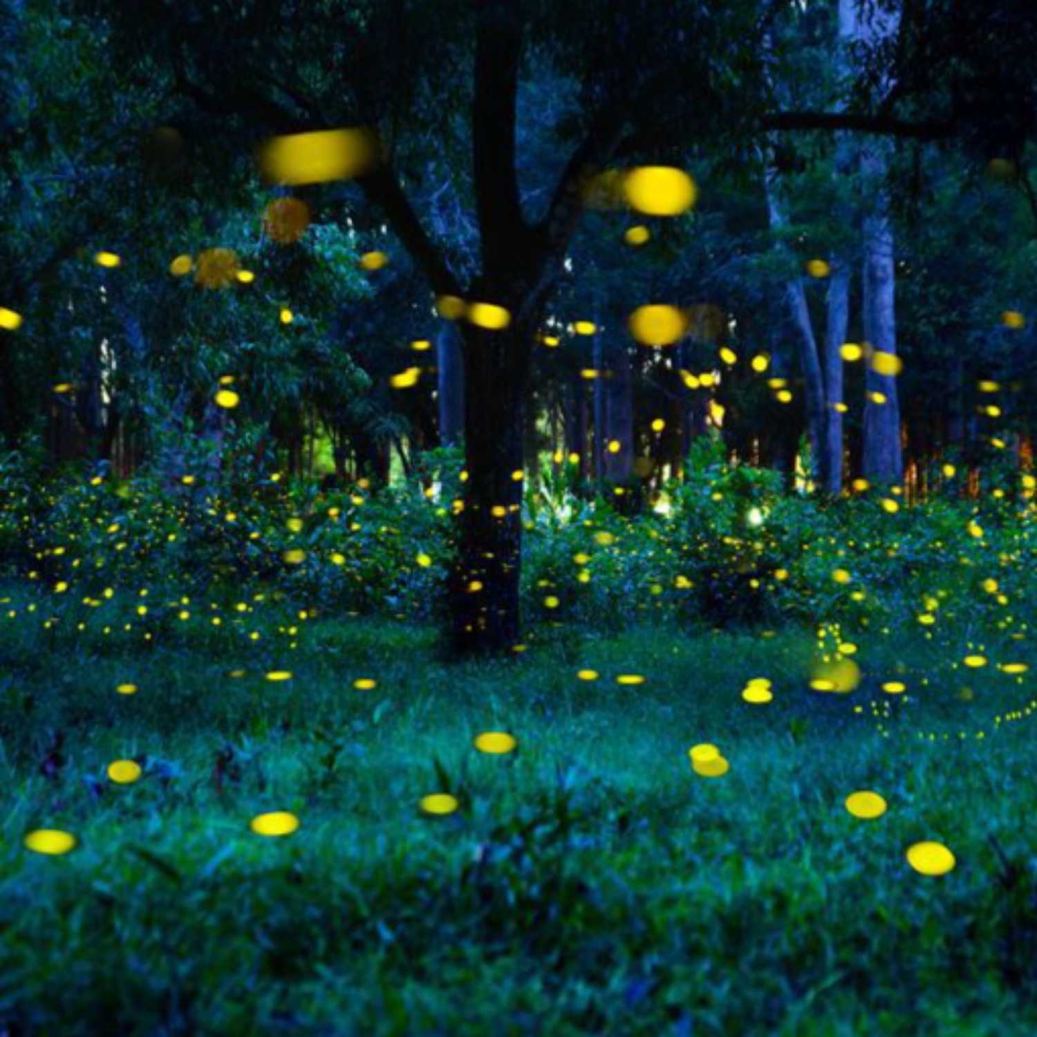 Fireflies aka Lightning Bugs aka Glow Worms