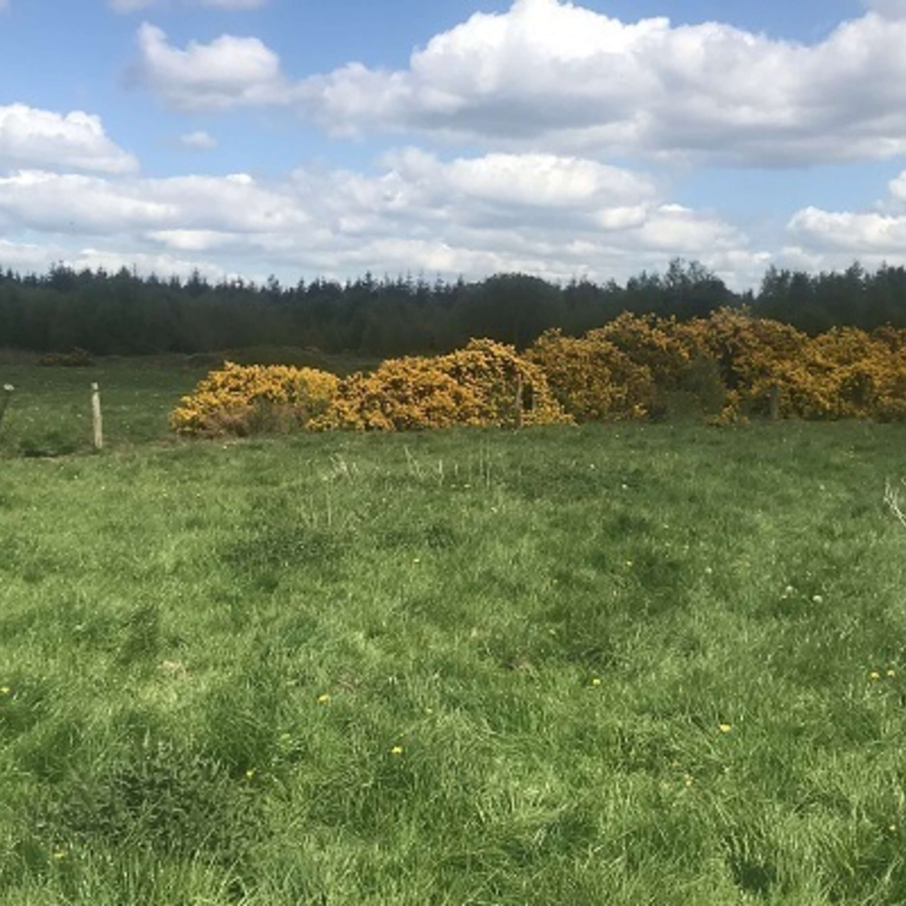 The drainage of grassland peat soils in Ireland