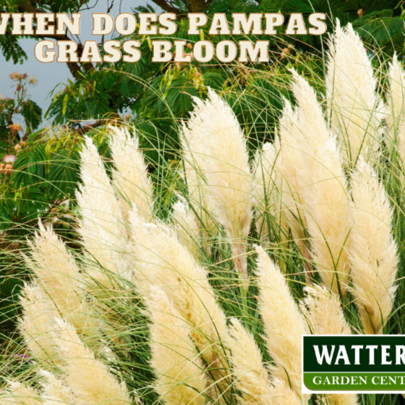 When Does Pampas Grass Bloom?