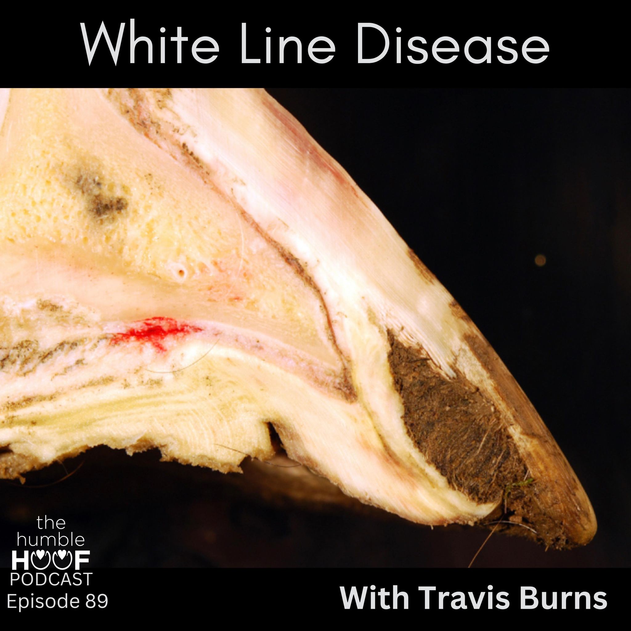 White Line Disease with Travis Burns, Sponsored by Equithrive