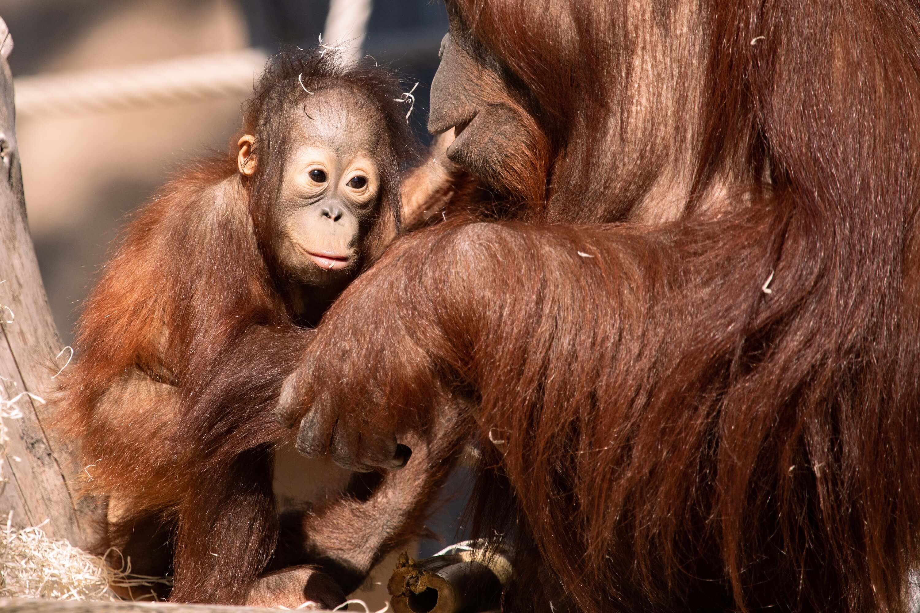 Un hipopótamo pigmeo y los orangutanes membelai, nuevos atractivos en el Río Safari de Elche