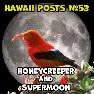 Honeycreepers and the Supermoon