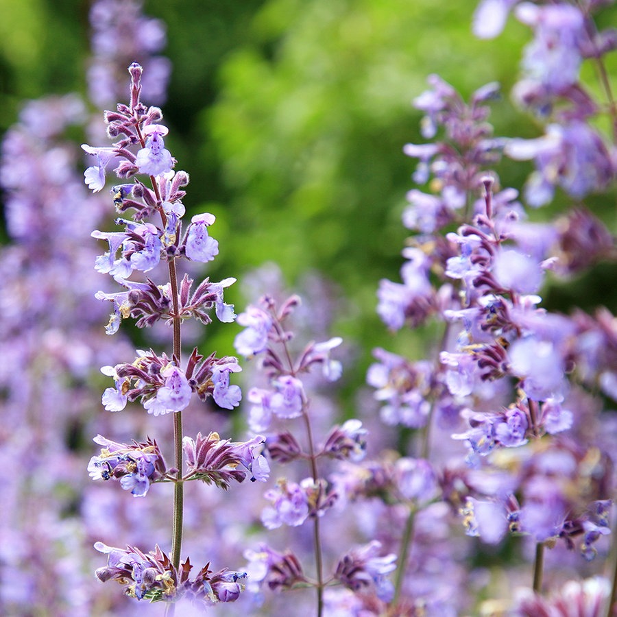 ⁣Stauden für sonnige und heiße Gartenbereiche