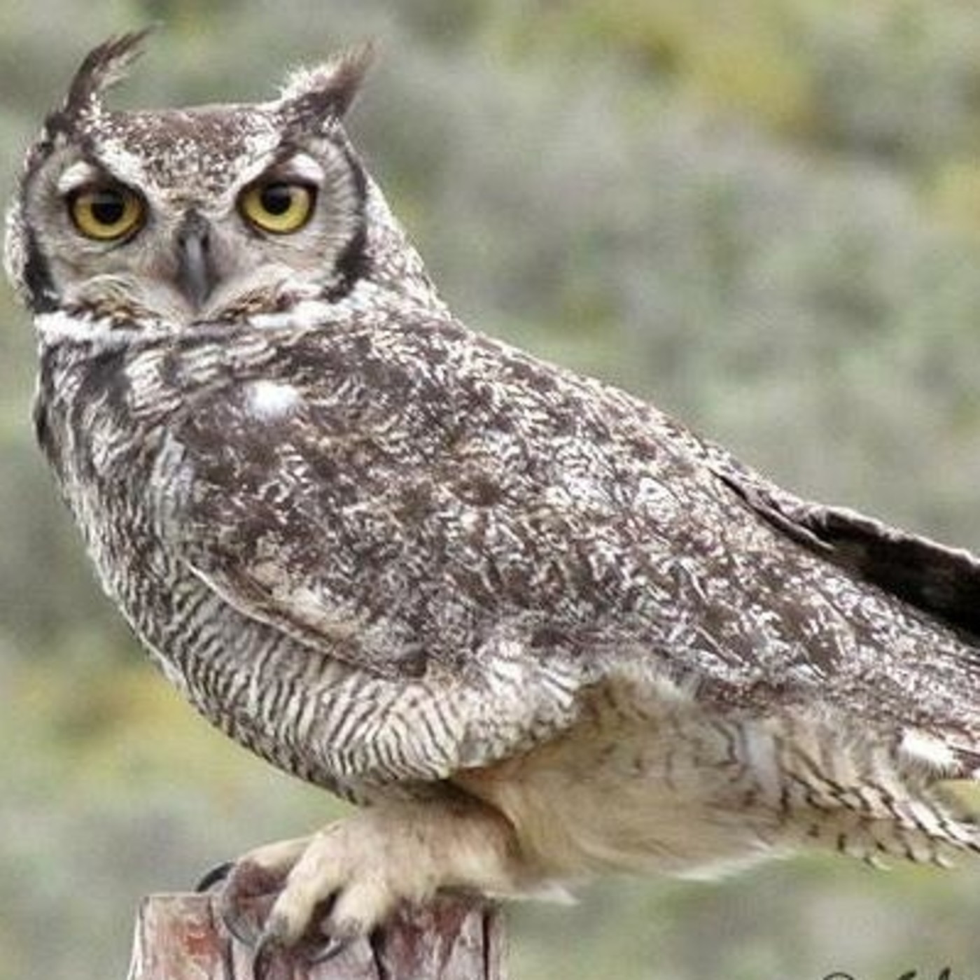 BAUTISTAS HISTÓRICOS 