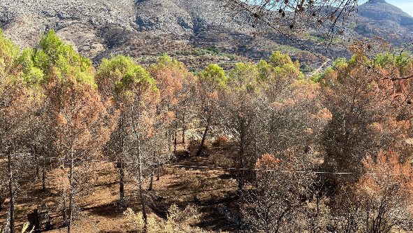 ⁣Los montes de Bejís y Vall d'Ebo se recuperan un año después: "Seguimos viéndolo todo negro, pero menos"