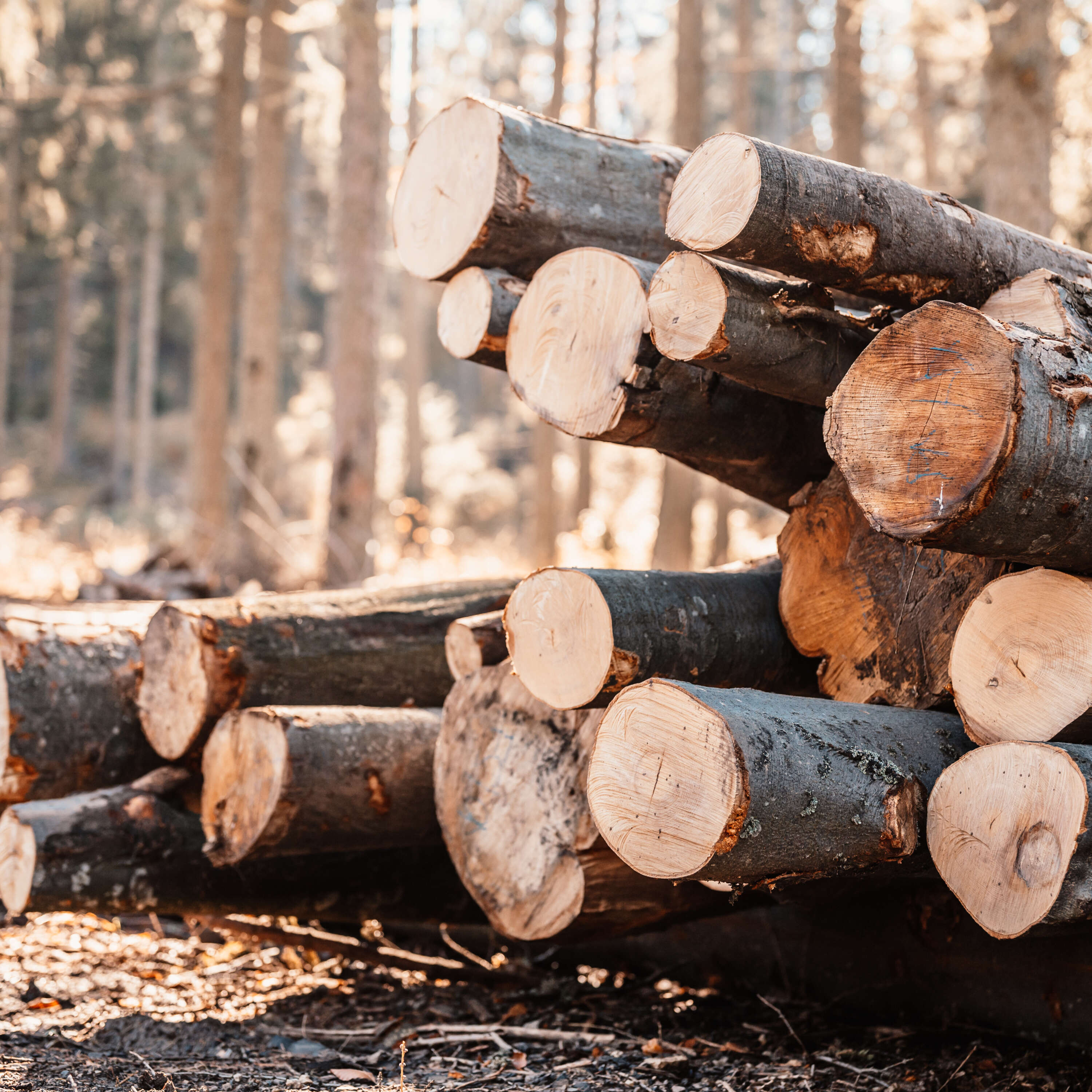 New Series: Atlantic Canada's Forest Sector