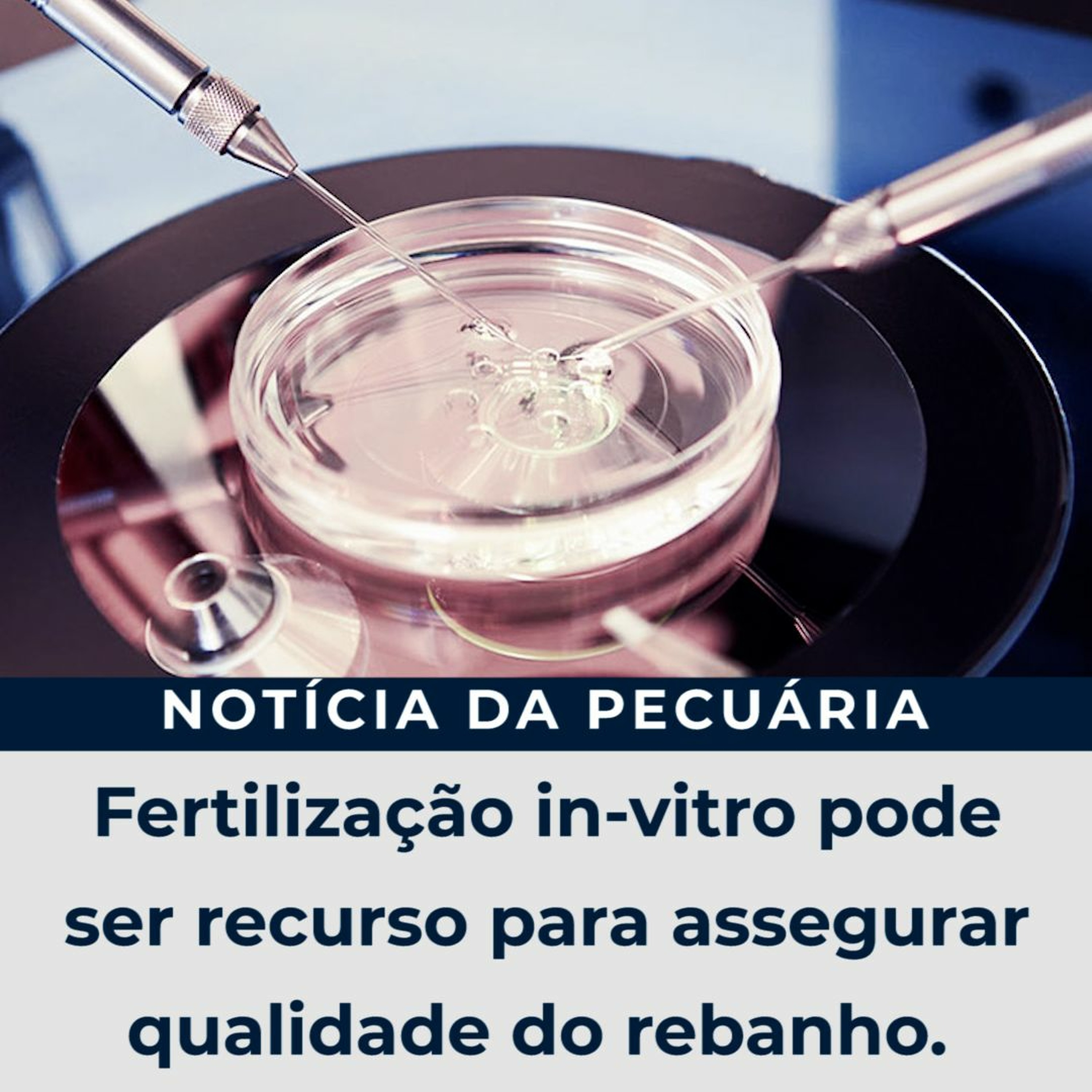 Fertilização in-vitro pode ser recurso para assegurar qualidade do rebanho