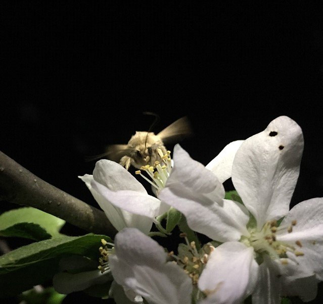 Ep. 434 - Moths are Important Pollinators