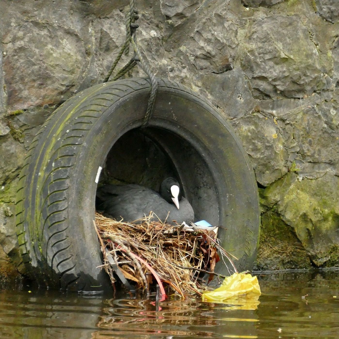 Por qué los pájaros incorporan basura humana en sus nidos