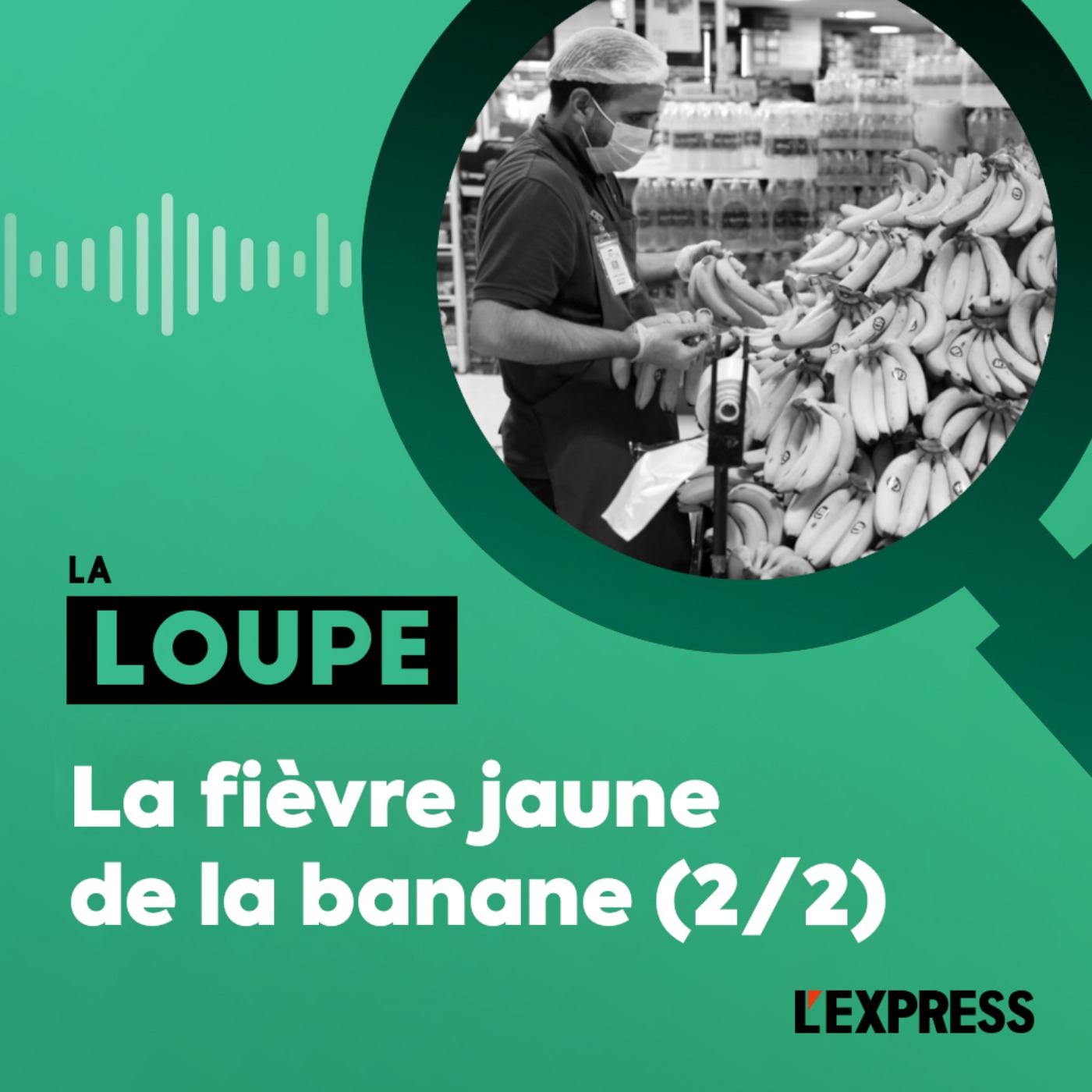 La fièvre jaune de la banane (2/2) (rediffusion)