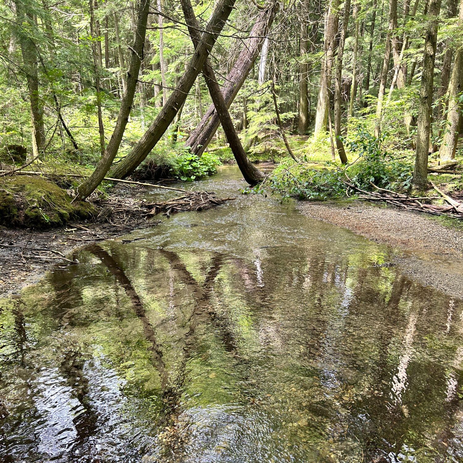 Hollidge Tract and Eldred King Woodlands York Regional Forest