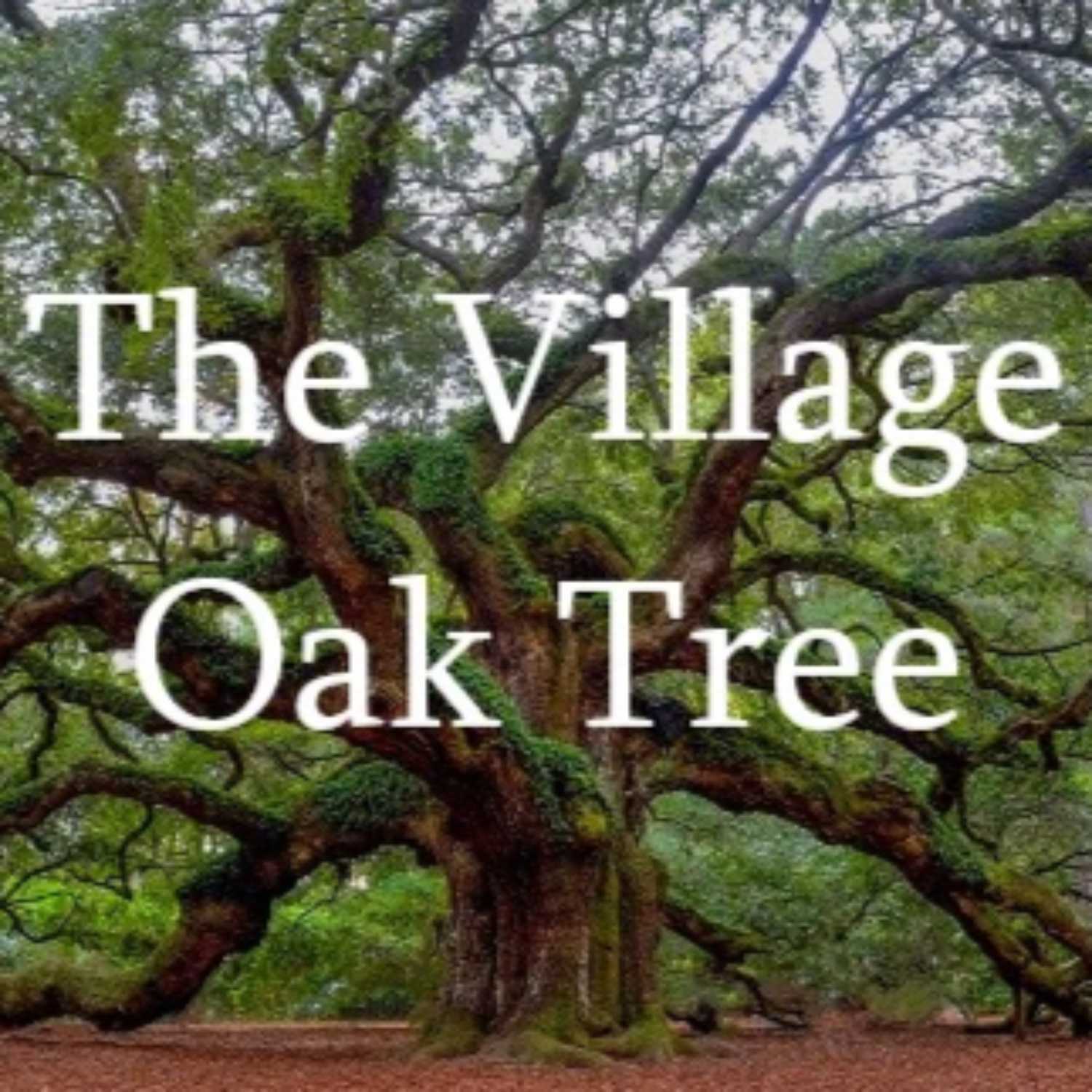 The Village Oak Tree for August 30th, 2023