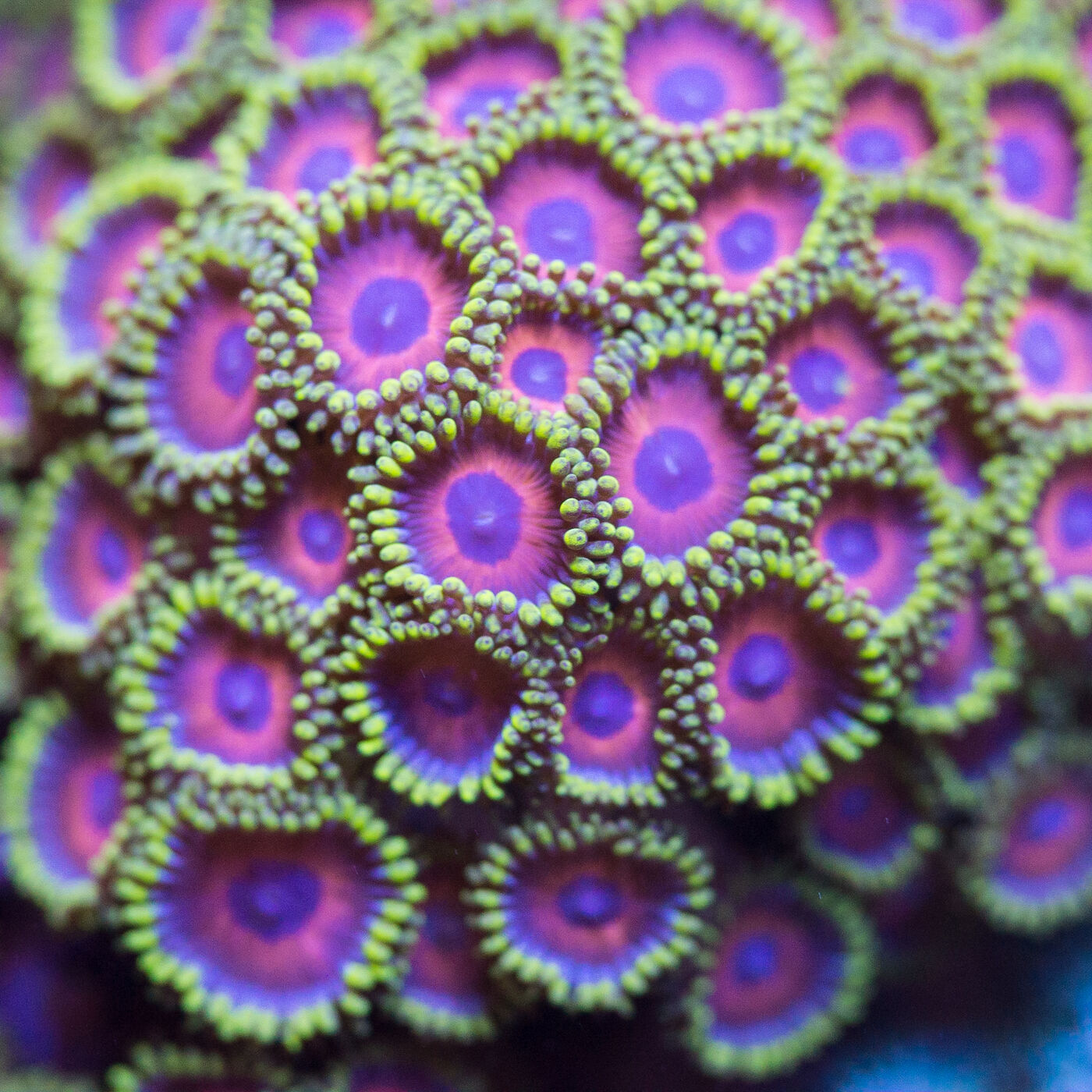 ⁣Reef Aquarium Zoanthids: A Colorful Addition to Your Underwater World