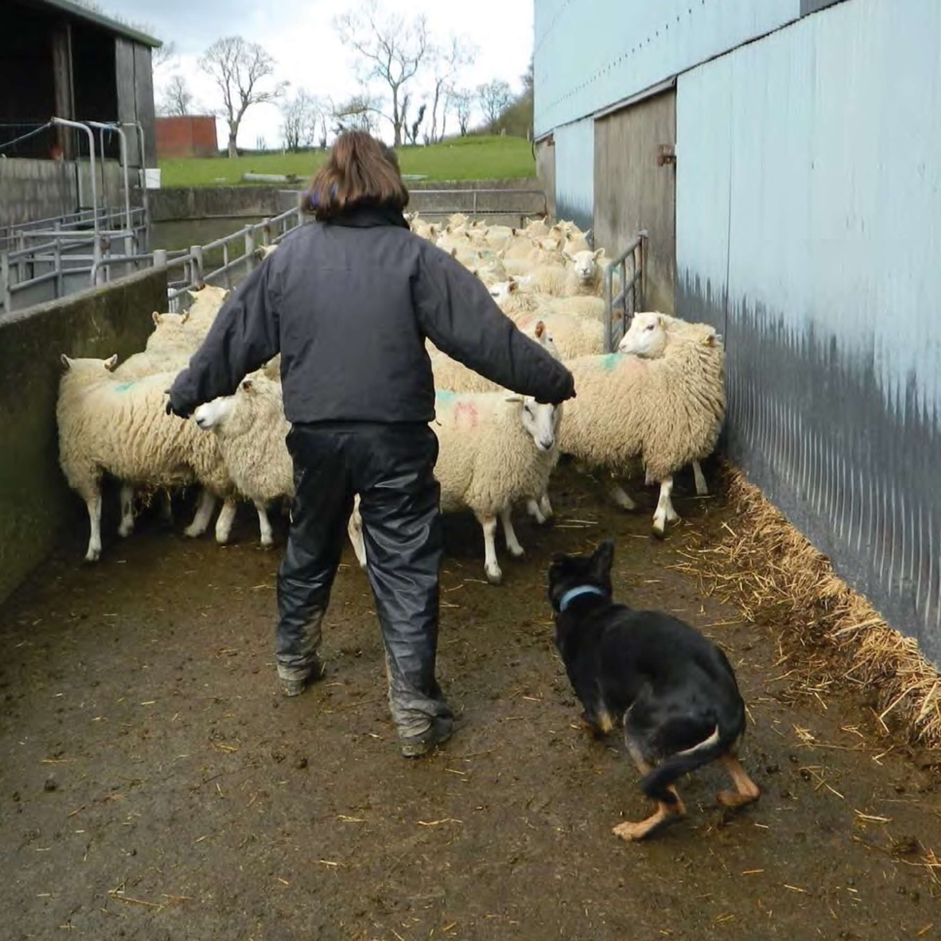 Designing a sheep handling unit