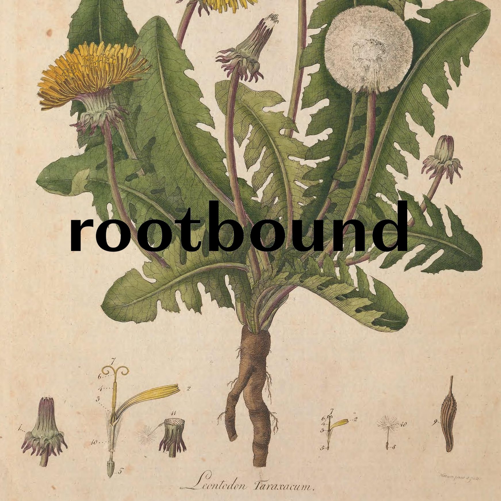 rootbound 