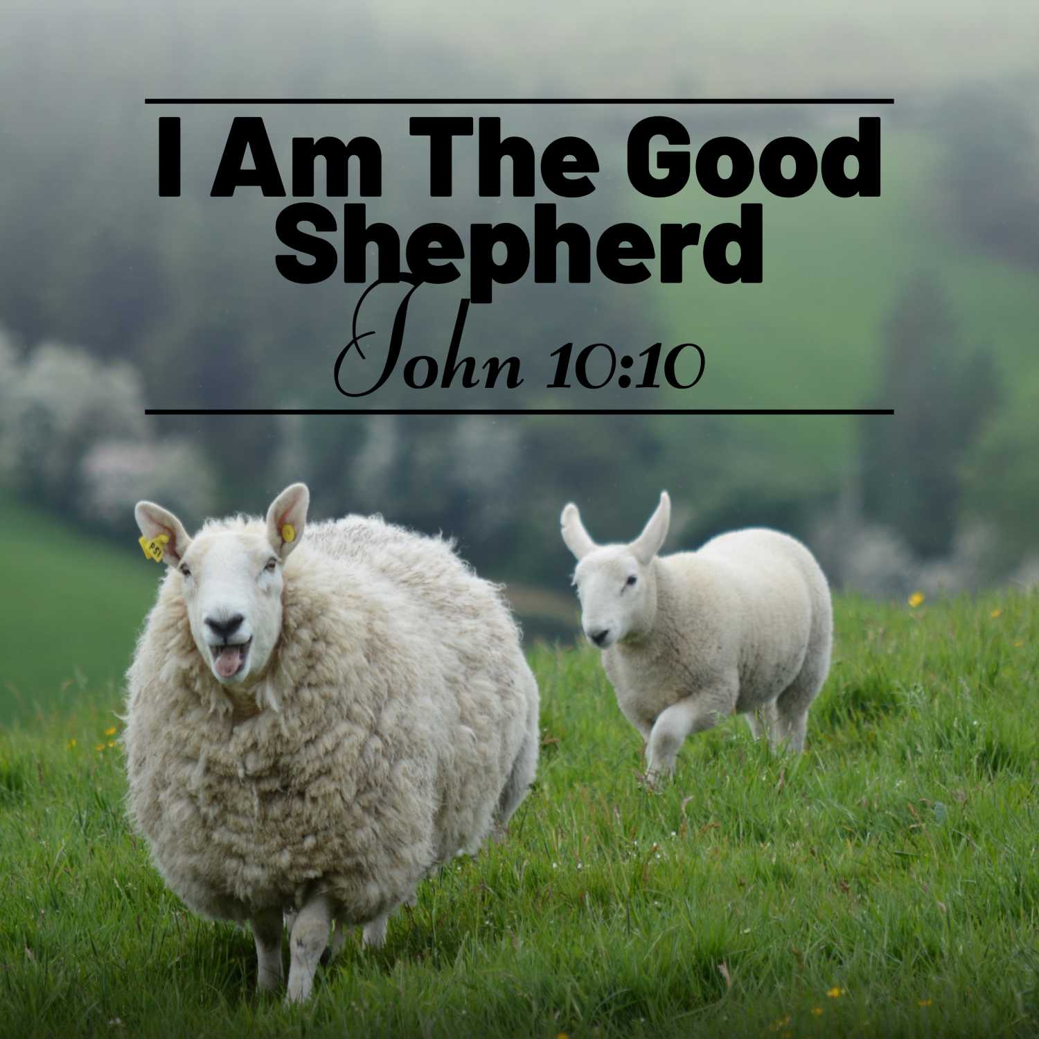 John 10:10 • I Am The Good Shepherd